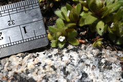 Plagiobothrys torreyi