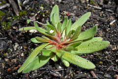 Plagiobothrys torreyi