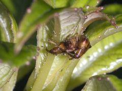 Oropterus coniger