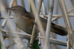 Acrocephalus arundinaceus