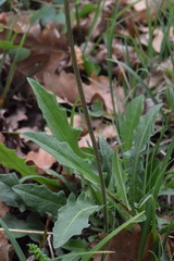 Leontodon hispidus hispidus