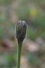 Leontodon hispidus hispidus