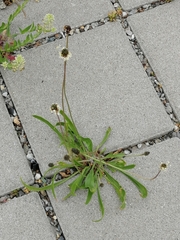 Plantago lanceolata