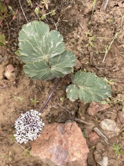 Cymopterus coulteri