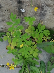 Chelidonium majus