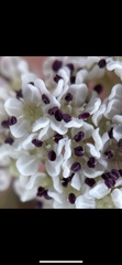 Cymopterus coulteri
