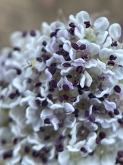 Cymopterus coulteri