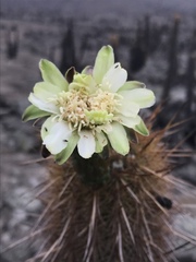 Haageocereus pseudomelanostele