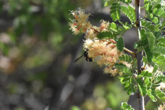 Parancistrocerus minimoferus