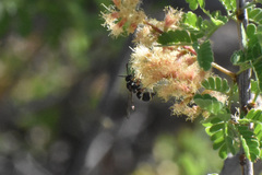 Parancistrocerus minimoferus