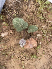 Cymopterus coulteri
