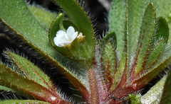 Plagiobothrys torreyi