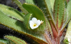 Plagiobothrys torreyi
