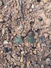 Cymopterus coulteri