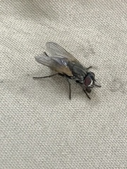 Musca domestica