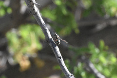 Parancistrocerus minimoferus