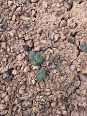 Cymopterus coulteri