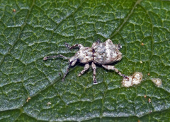 Brachyolus punctatus