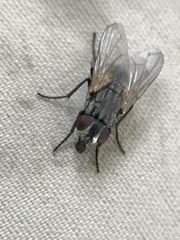 Musca domestica