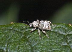 Brachyolus punctatus