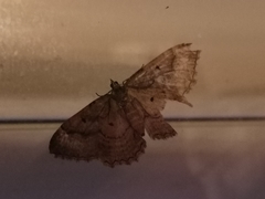 Triphosa dubitata