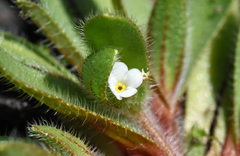 Plagiobothrys torreyi