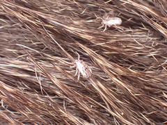 Dermacentor albipictus