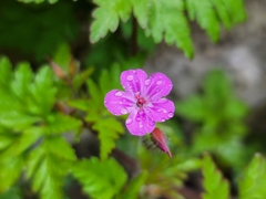 Geranium robertianum