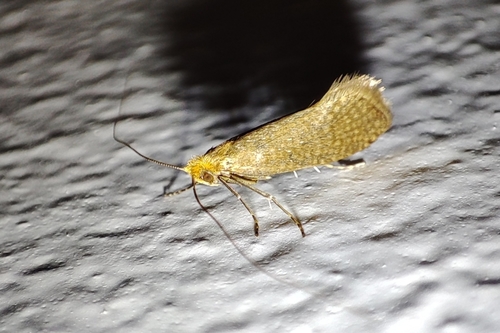 Nematopogon adansoniella