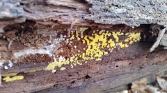 Dacrymyces corticioides