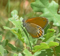 Coenonympha leander
