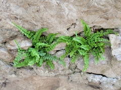 Asplenium trichomanes
