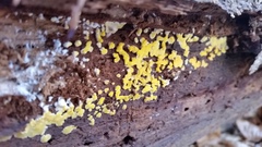 Dacrymyces corticioides