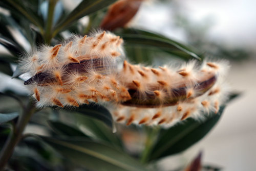 Nerium oleander