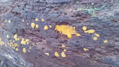 Dacrymyces corticioides