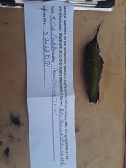 Archilochus colubris