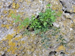 Asplenium ruta-muraria
