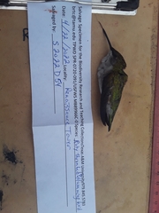 Archilochus colubris