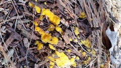 Dacrymyces corticioides