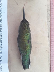 Archilochus colubris