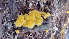 Dacrymyces corticioides