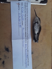 Archilochus colubris