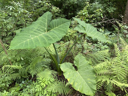 Xanthosoma image
