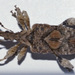 Stephanorhynchus curvipes - Photo (c) jeremy_rolfe, algunos derechos reservados (CC BY), uploaded by jeremy_rolfe