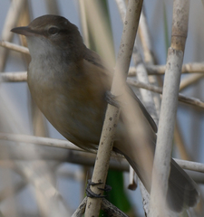 Acrocephalus arundinaceus