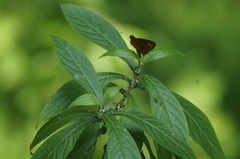 Miltomiges cinnamomea