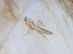 Litaneutria pacifica