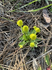 Polygala nana