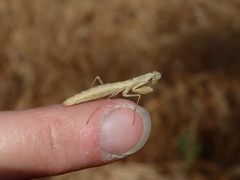 Litaneutria pacifica