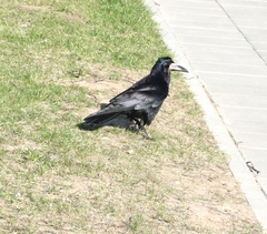 Corvus frugilegus